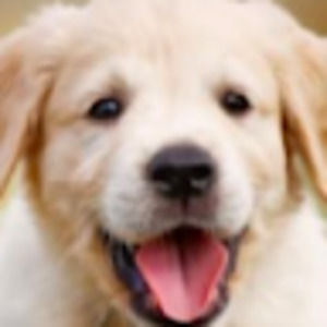 Meet your Posher, Dagan